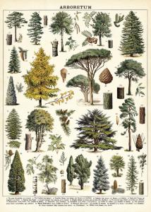 Poster - affiche Cavallini 50 x 70 cm arboretum