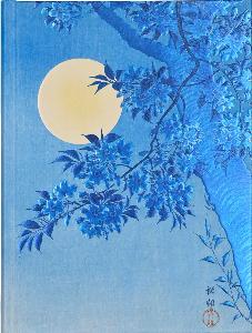 JOURNAL FLORAISON AU CLAIR DE LUNE