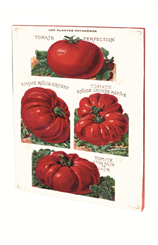 CAHIER TOMATES VINTAGE A5 PIQURES 48 PAGES