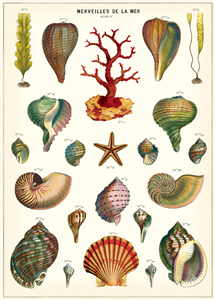 Poster - affiche Cavallini 50 x 70 cm merveilles de la mer