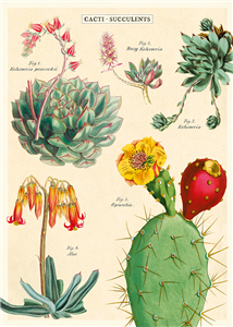 poster - affiche cavallini cactus & succulentes 2