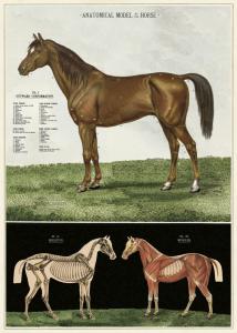 poster - papier cadeau cavallini chevaux