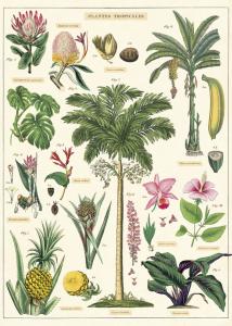 poster - affiche cavallini plantes tropicales