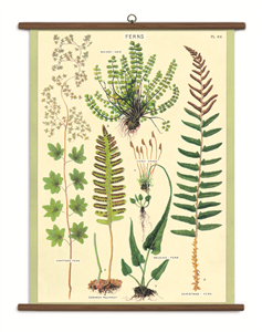 TABLEAU SCOLAIRE HERBES