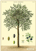 poster - affiche cavallini olivier