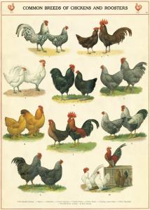 poster - affiche cavallini poules et coqs