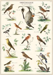 poster - affiche Cavallini ornithologie