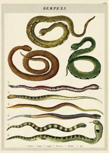 poster - papier cadeau cavallini serpents
