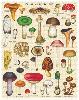 Puzzle 1000 pièces Champignons 55 x 70 cm