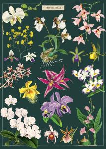 poster - affiche cavallin Orchidées