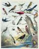 Puzzle 1000 pièces oiseaux d'Audubon 55 x 70 cm