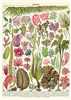 Poster - affiche Cavallini 50 x 70 cm algues