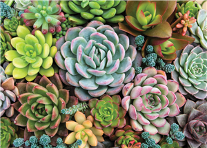 PUZZLE SUCCULENTES 1000 PIECES