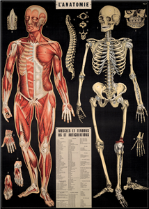 Poster - affiche Cavallini 50 x 70 cm anatomie
