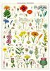 poster - affiche cavallin fleurs sauvages