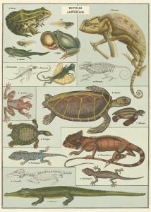 poster - papier cadeau cavallini reptiles & amphibiens