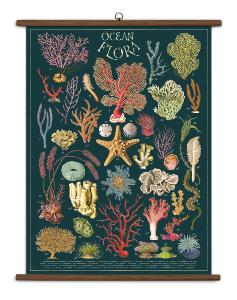 Tableau scolaire fleurs des océans