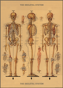 Poster - affiche Cavallini 50 x 70 cm squelette