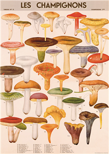 Poster - affiche Cavallini 50 x 70 cm champignons