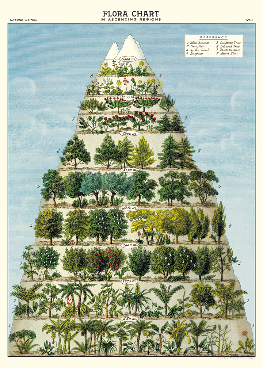 poster - affiche cavallini pyramide des arbres