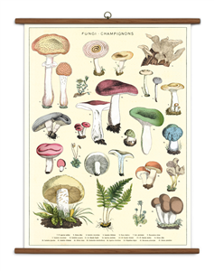 TABLEAU SCOLAIRE CHAMPIGNONS