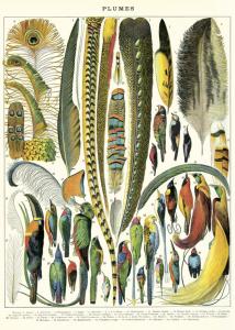 poster - affiche cavallini plumes