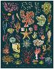 Puzzle 1000 pièces flore des océans 55 x 70 cm