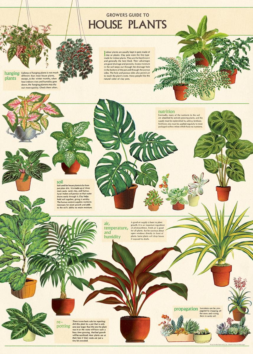 Poster - affiche Cavallini 50 x 70 cm plantes d'interieur