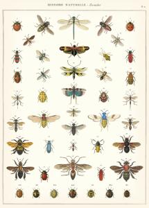 poster - affiche cavallini histoire naturelle insectes