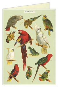CARTE POSTALE DOUBLE + ENVELOPPE CAVALLINI PEROQUETS