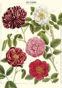 poster - affiche cavallini fleurs 2