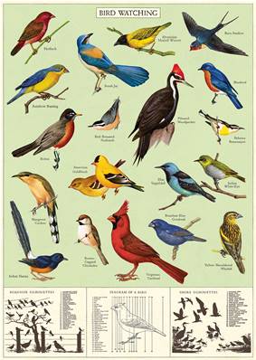 poster - affiche Cavallini oiseaux cardinal