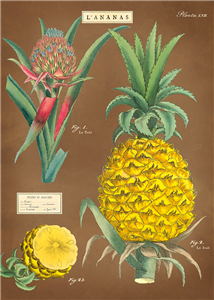 poster - affiche cavallini ananas