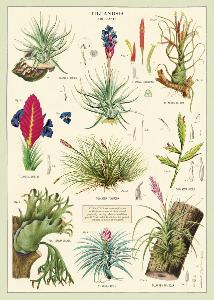 Poster - affiche Cavallini 50 x 70 cm tillandsia