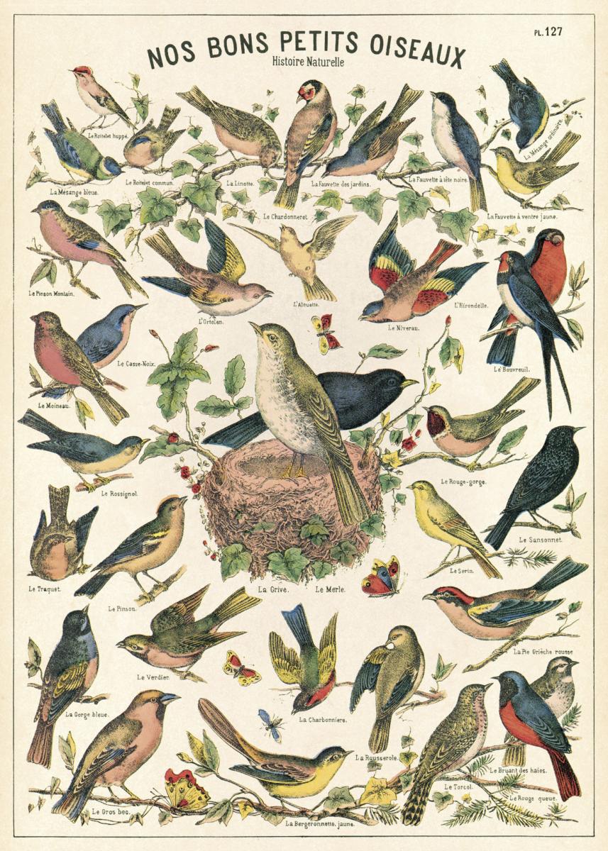 Oiseaux-A4 feuilleté Poster-Display-Classe sujet-Hobby-FAUNE 