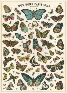 poster - affiche cavallini tableau papillons