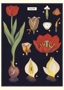 poster - papier cadeau cavallini tulipe