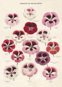 poster - papier cadeau cavallini pelargonium