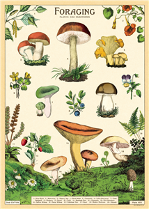 poster - affiche cavallini champignons comestibles