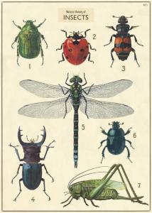 poster - affiche cavallini galerie d'insectes