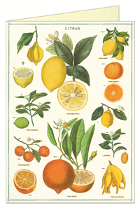 CARTE POSTALE DOUBLE + ENVELOPPE CAVALLINI CITRONS