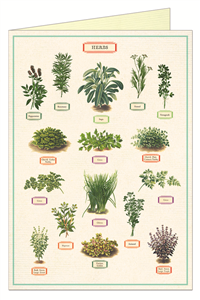 CARTE POSTALE DOUBLE + ENVELOPPE CAVALLINI HERBES