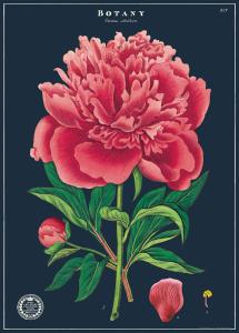 poster - affiche cavallini botanique 3
