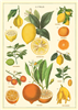poster - affiche cavallini citrons