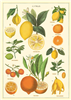 Poster - affiche Cavallini 50 x 70 cm citrons