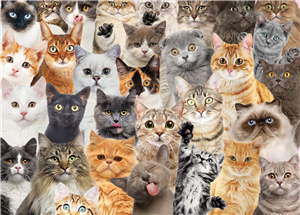 PUZZLE CHATS 1000 PIECES