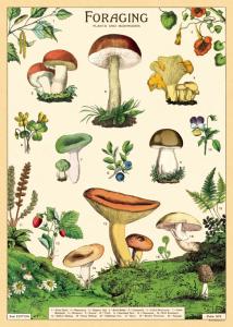 poster - affiche cavallini champignons comestibles