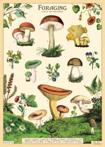 Poster - affiche Cavallini 50 x 70 cm champignons comestibles