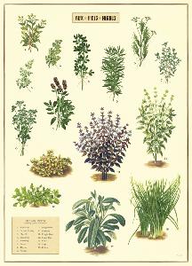 poster - affiche cavallini herbes
