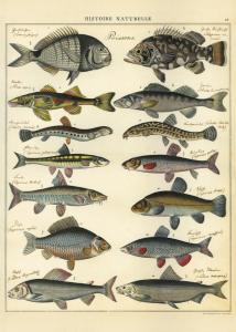 poster - affiche cavallini poissons histoire naturelle